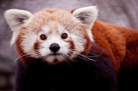 Birmingham Wildlife Conservation Park