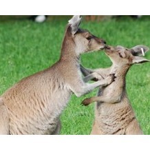 Blackpool Zoo