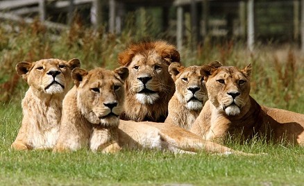 Blair Drummond Safari & Adventure Park