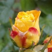 Blakesley Hall - &copy; Anne