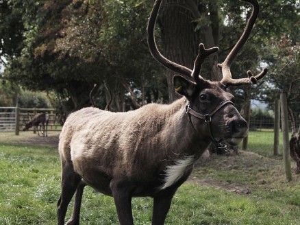 Blithbury Reindeer Lodge