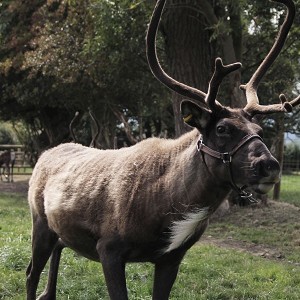 Blithbury Reindeer Lodge