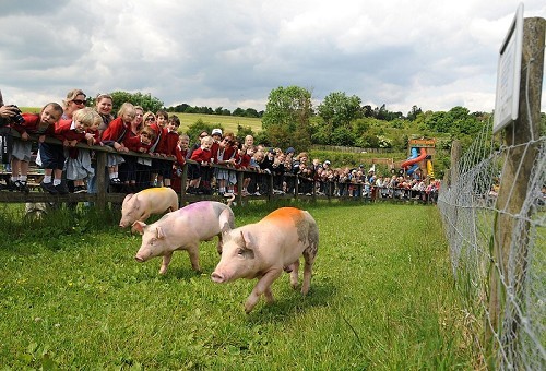 Bocketts Farm Park