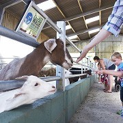 Bocketts Farm Park