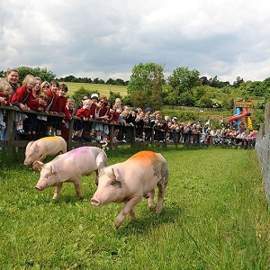 Bocketts Farm Park