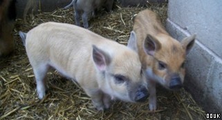 Bowland Wild Boar Park