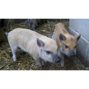 Bowland Wild Boar Park