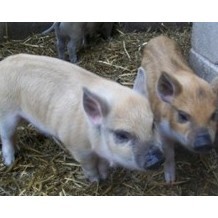 Bowland Wild Boar Park
