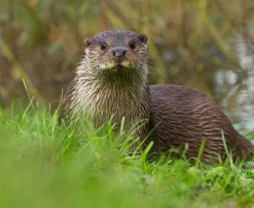 British Wildlife Centre