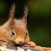 British Wildlife Centre