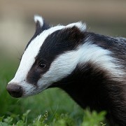 British Wildlife Centre