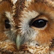 British Wildlife Centre