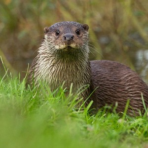 British Wildlife Centre