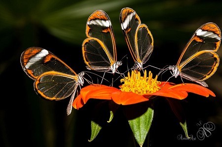 Butterfly World