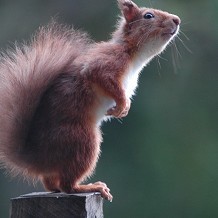 Cairngorms National Park - Red Squirrel