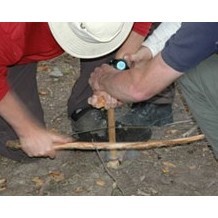 Cambrian Survival