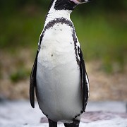 Chester Zoo