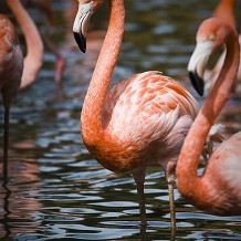 Chester Zoo