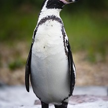 Chester Zoo