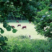 Church Farm