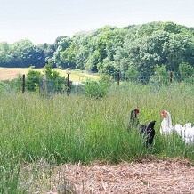 Church Farm