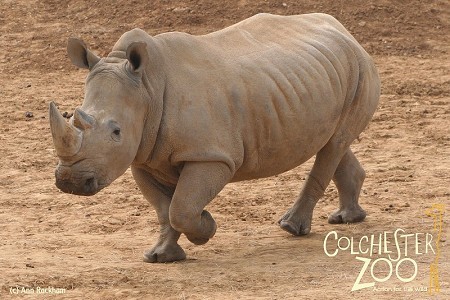 Colchester Zoo