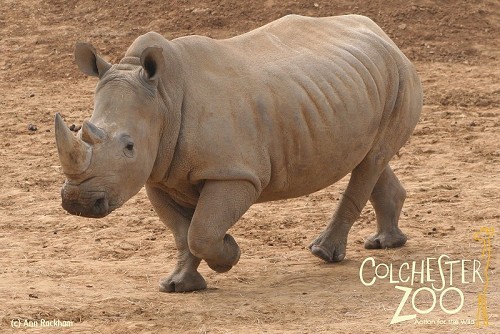 Colchester Zoo - © Anne Rackham