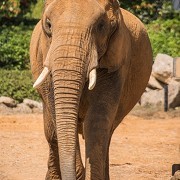 Colchester Zoo - © Ian James