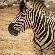 Colchester Zoo