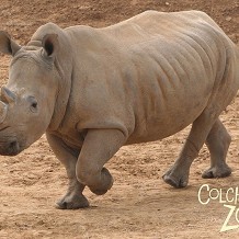 Colchester Zoo - &copy; Anne Rackham