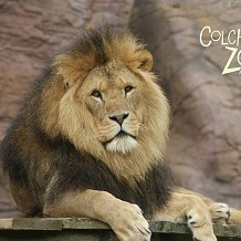 Colchester Zoo - &copy; David Watts