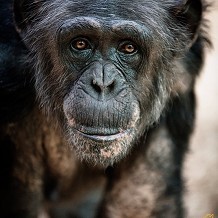 Colchester Zoo - &copy; Scott Davey