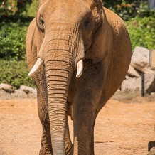 Colchester Zoo - &copy; Ian James