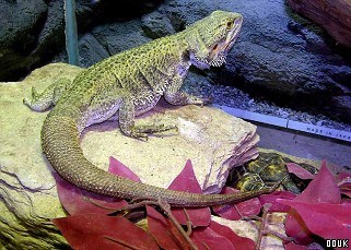 Combe Martin Wildlife and Dinosaur Park