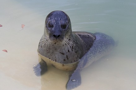 Cornish Seal Sanctuary