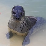 Cornish Seal Sanctuary