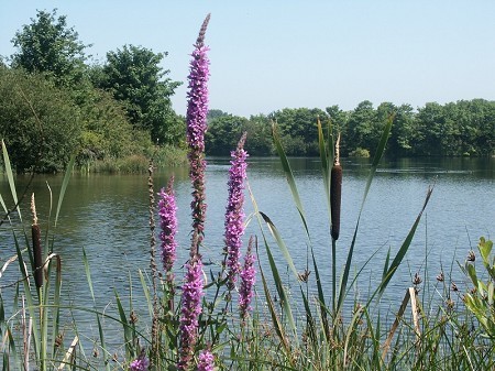 Cosmeston Lakes Country Park and Medieval Village