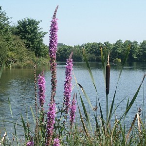 Cosmeston Lakes Country Park and Medieval Village