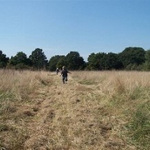Danbury Country Park