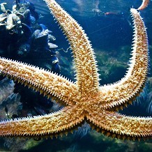 Deep Sea World - &copy; Victoria Bensley