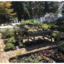 Dr Neil's Garden