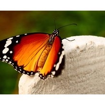 Earnley Butterflies, Birds and Beasts