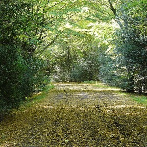 Epping Forest Visitor Centre