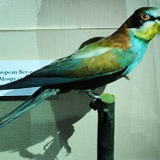 Eton College Natural History Museum