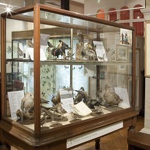 Eton College Natural History Museum