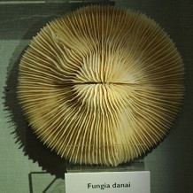 Eton College Natural History Museum
