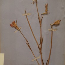 Eton College Natural History Museum