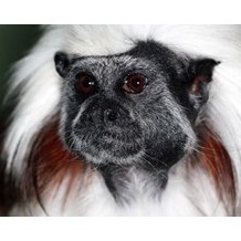 Fife Animal Park