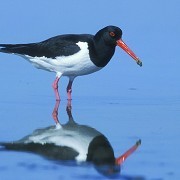 Oyster Catcher