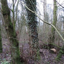 Fletcher Moss Botanical Garden